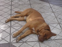 Tired doggy taking a nap on Paseo Ahumada in Santiago.