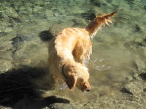 Gringa taking a swim with me in the Rio Espolón.