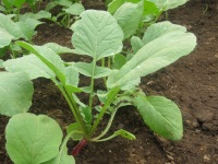 A radish growing in the greenhouse.